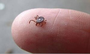Here’s What to Do If You Spot a Lone Star Tick