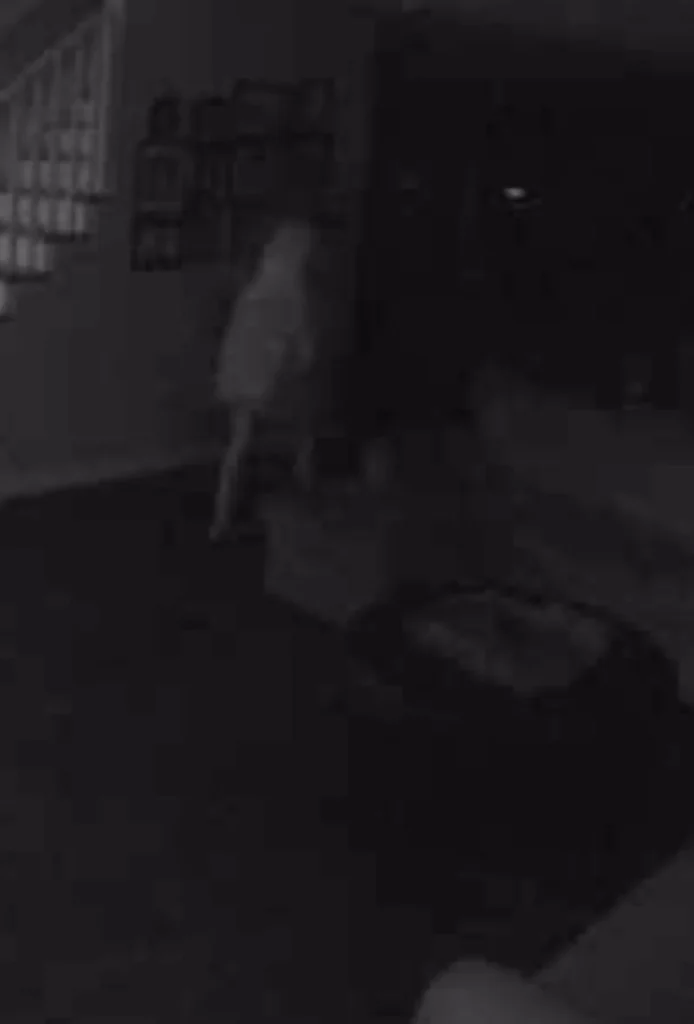 Old pic a security camera snapped in the middle of the night in my childhood home