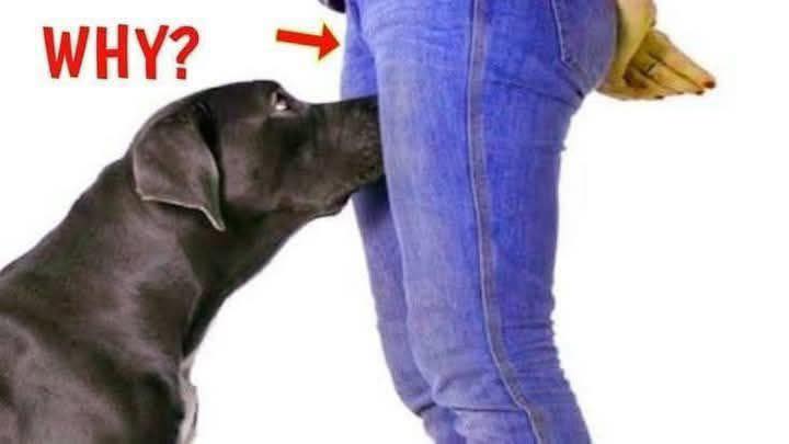If your dog is sniffing your genital area, here is what it means.