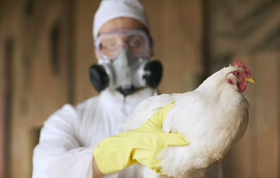 Symptoms of bird flu everyone needs to know as experts warn public to prepare for a pandemic NOW