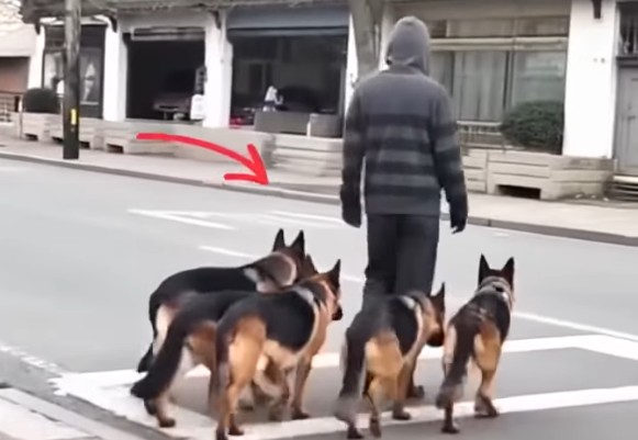 At first, it seemed like he was simply walking his dogs. But after five seconds, when people took a closer look, they froze in horror at what unfolded before their eyes.