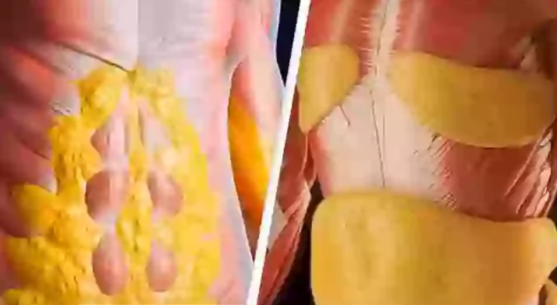 Shocking simulation shows what happens to your body when you fast for 36 hours and the extreme impact