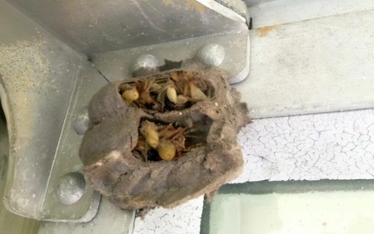 I noticed something strange on the wall in the garage: as I got closer, I saw that something was moving inside, and I was horrified when I realized what it was…