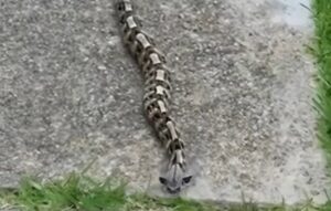 In the morning, I noticed something in the yard and thought it was just a toy – but the reality…