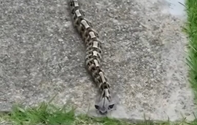 In the morning, I noticed something in the yard and thought it was just a toy – but the reality…