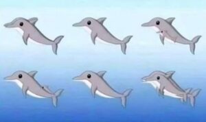 How many dolphins can you spot in the picture?