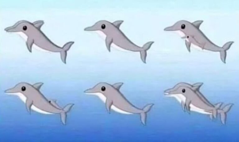 How many dolphins can you spot in the picture?