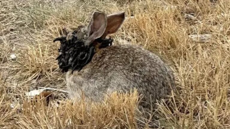 Experts issue warning as infected ‘Frankenstein’ rabbits with ‘tentacles’ have invaded the US
