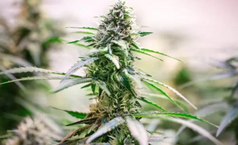 Scientists issue terrifying new health warnings after study reveals strength of cannabis is increasing
