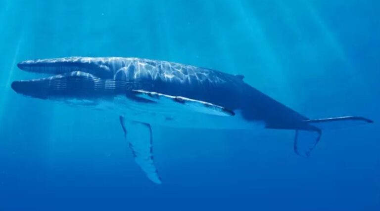 Blue whales are going silent in a terrifying warning for humanity