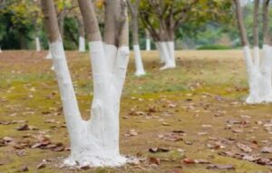 Why Are Some Trees Painted White?