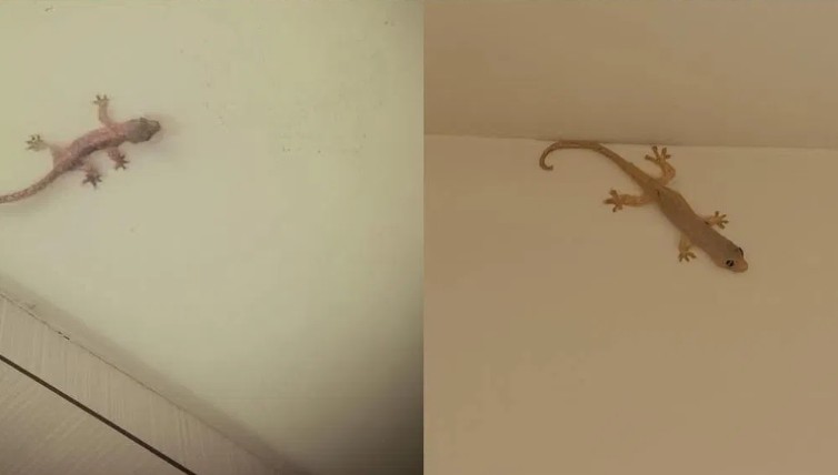 What does a lizard squeaking in the house mean?
