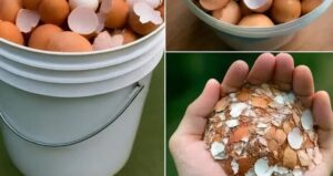Boil eggshells and say goodbye to the …