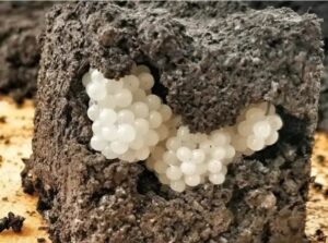 I found something strange in the yard – white, round balls: I was horrified when I realized what it was