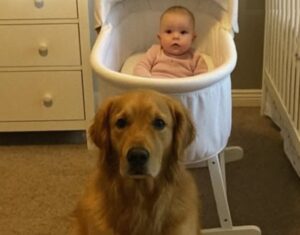 Everyone Thought Our Dog Was Aggressive But He Was The Hero