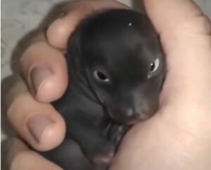 I thought I had found an abandoned puppy, but it was not a puppy at all, A year later, I was shocked by what it had grown into