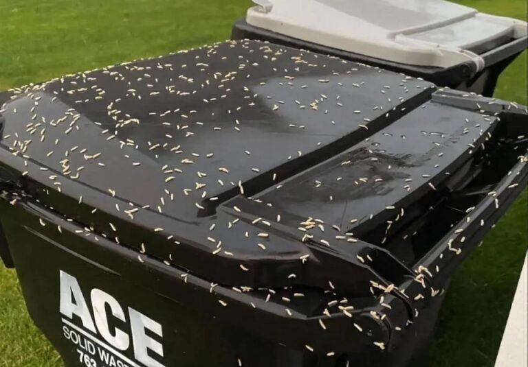 How to Stop Maggots From Taking Over Your Trash Bin