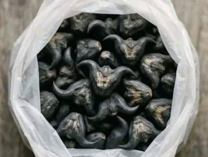 My neighbor gave me a bag of these.anyone know what they are How do you eat them….