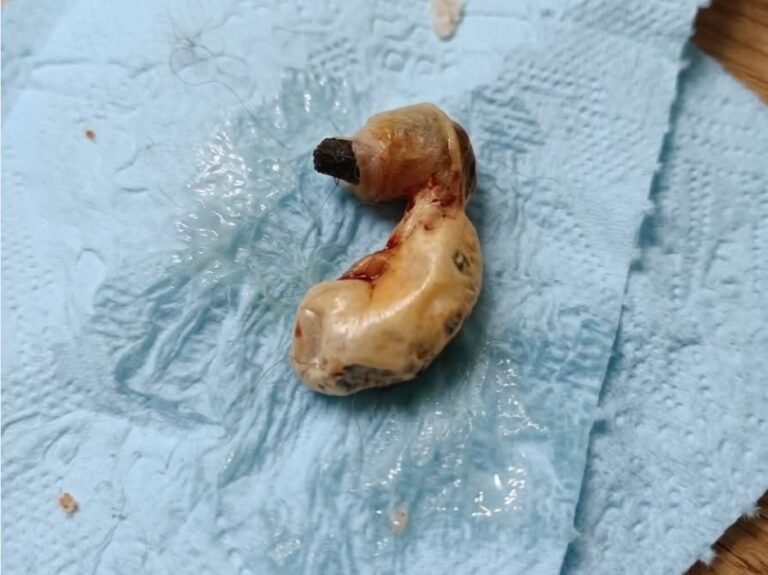 I found this in my son’s room while cleaning. When I tried to vacuum under the bed, I discovered this.