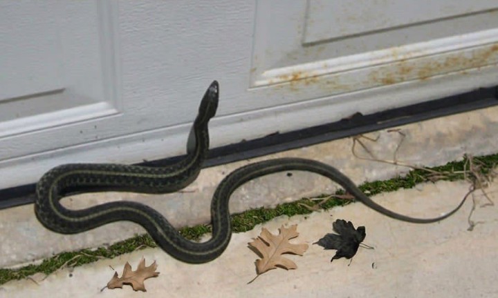 When this snake enters your house, it means you have…