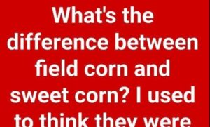 Field Corn and Sweet Corn: Why They Are Not the Same Thing