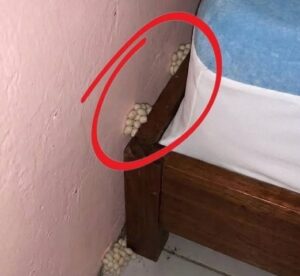 In the evening, after a long day at work, I came home tired, hoping to get some sleep and rest. Near my bed, I suddenly noticed this.