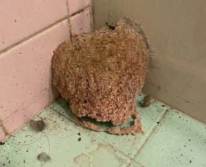 We Returned From Vacation and Found Something Strange Waiting in Our Bathroom