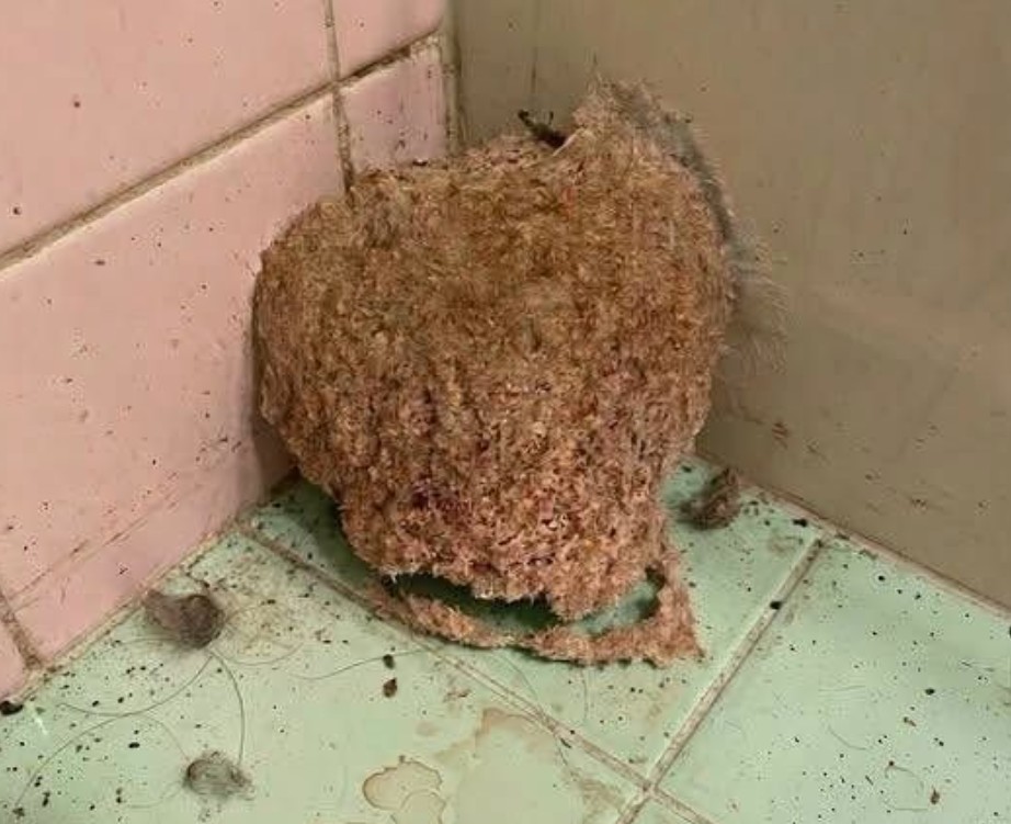 We Returned From Vacation and Found Something Strange Waiting in Our Bathroom