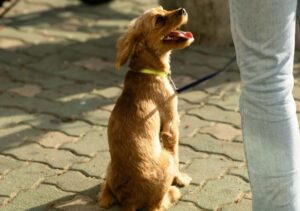 My Son Tried to Pet a Puppy — Then the Owner Saw Him and Yelled. I Had No Idea What the Yellow Ribbon Meant