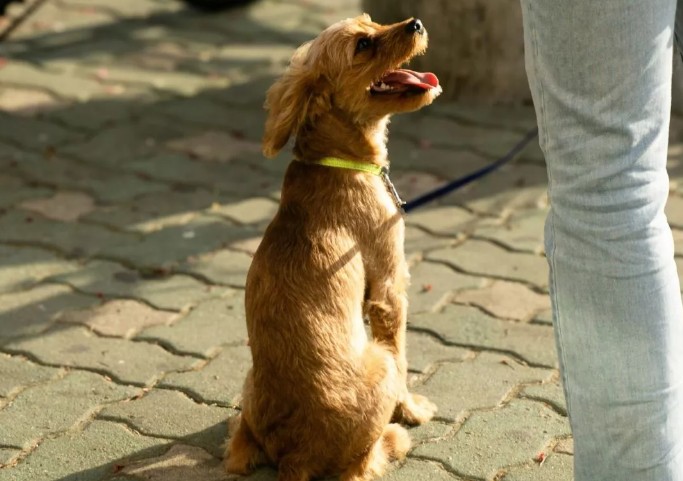 My Son Tried to Pet a Puppy — Then the Owner Saw Him and Yelled. I Had No Idea What the Yellow Ribbon Meant