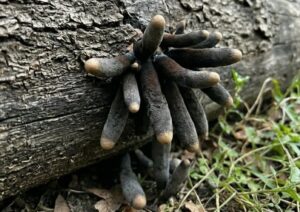 The Backyard “Fingers” That Look Like They Shouldn’t Exist