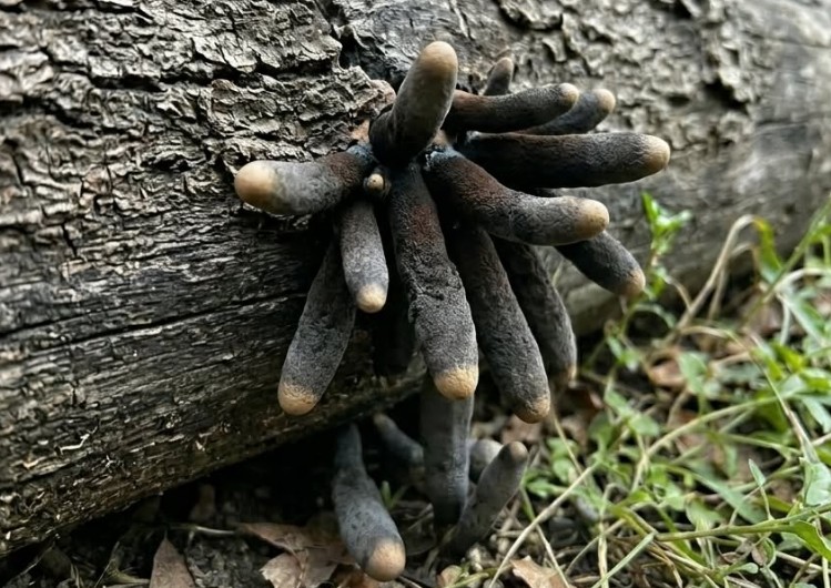 The Backyard “Fingers” That Look Like They Shouldn’t Exist