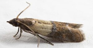 How to Get Rid of Pantry Moths and Keep Them Out for Good
