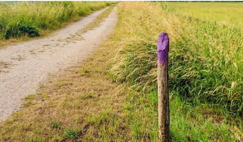 If You Spot a Painted Purple Fence, This Is What It Means