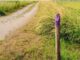 If You Spot a Painted Purple Fence, This Is What It Means