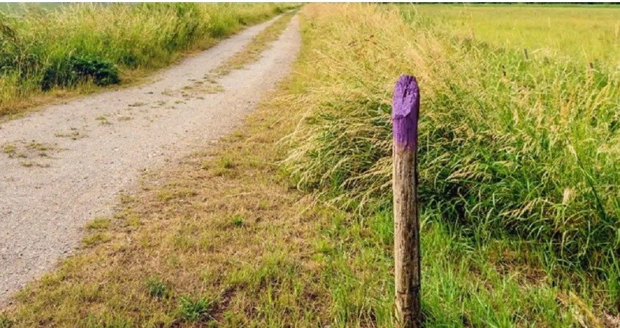If You Spot a Painted Purple Fence, This Is What It Means