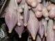 My parents found something pink and strange under the roof. They called for help, and the specialist immediately said that it was…