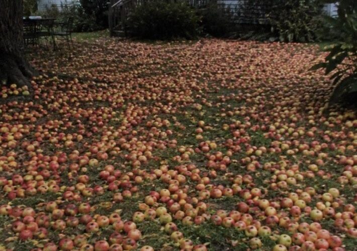 My Neighbor Demanded I Cut Down My Apple Tree – One Morning, I Woke up to Find My Entire Yard Covered in Apples