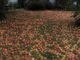 My Neighbor Demanded I Cut Down My Apple Tree – One Morning, I Woke up to Find My Entire Yard Covered in Apples